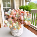Rare Succulent Plants 3" Bare Root – Easy-Care Echeveria & Indoor Succulents