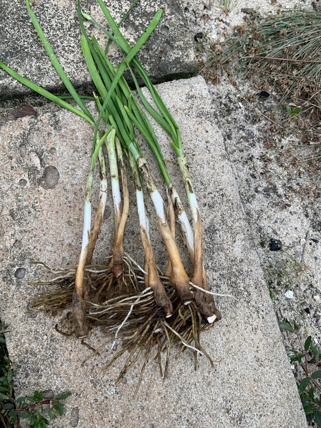 Garlic Chives Live Plants - 50 Bare Root Allium tuberosum, Non-GMO Perennial