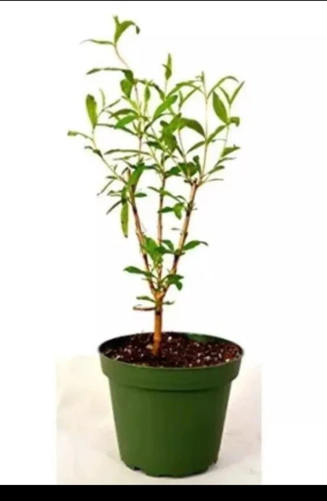 Cold Hardy Pomegranate – R26 Afganski Mature Plant in 1 Gallon Pot