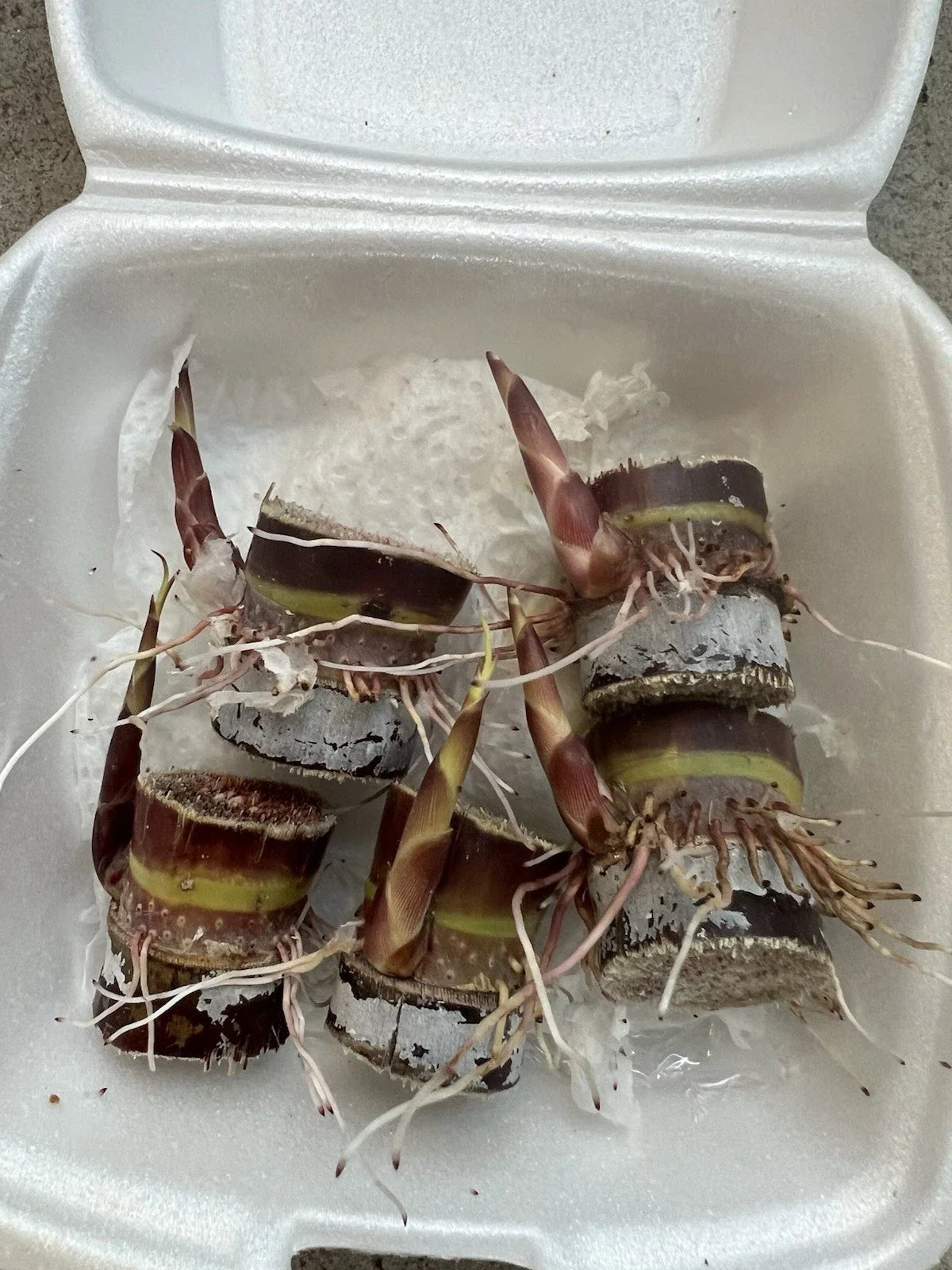 5 Rooted Dark Purple Sugarcane Cuttings – Ready-to-Plant Organic Live Starts