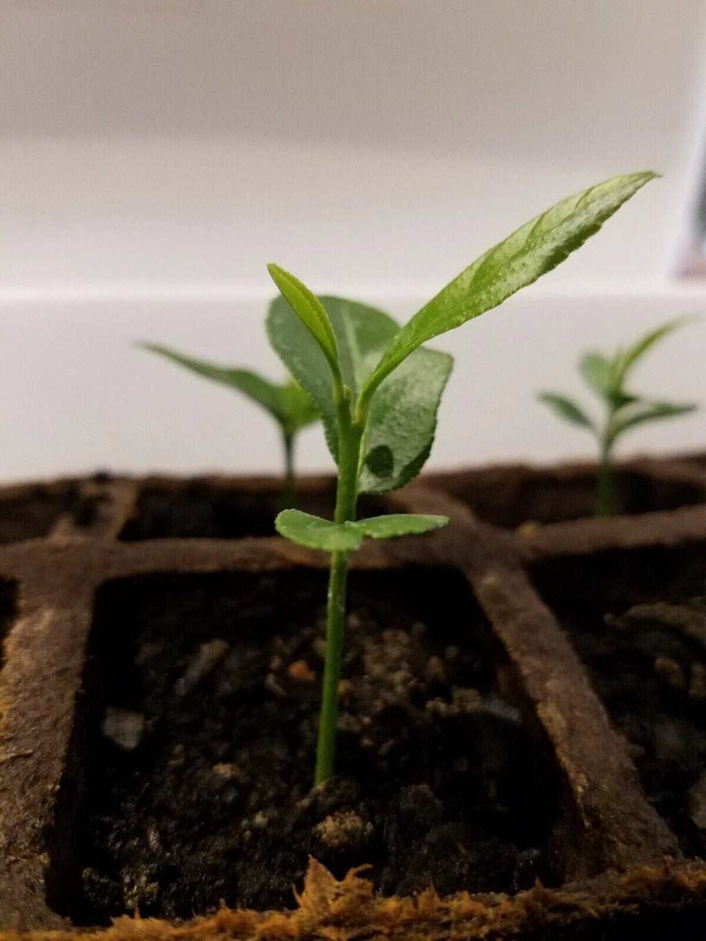 Meyer Lemon Tree Bare Root Starter (5") - Organic, Non-GMO | Citrus × meyeri