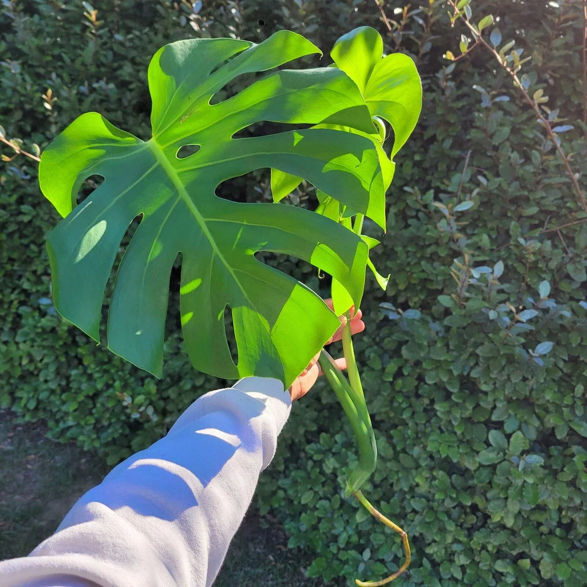 Large Monstera Deliciosa Rooted Cutting – Swiss Cheese Plant