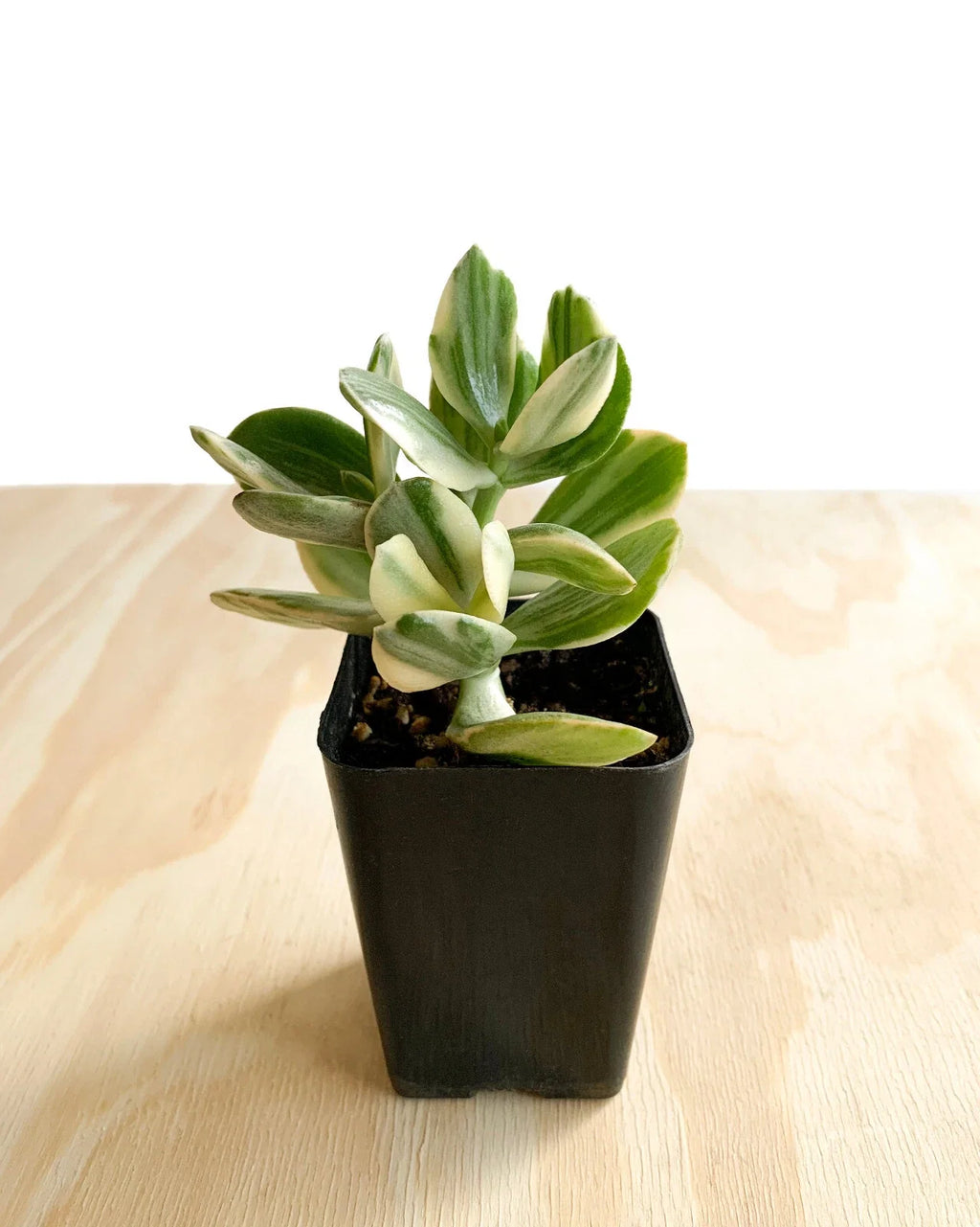 Variegated Jade Plant (Crassula ovata) - Lucky Money Succulent, 2.5" Pot