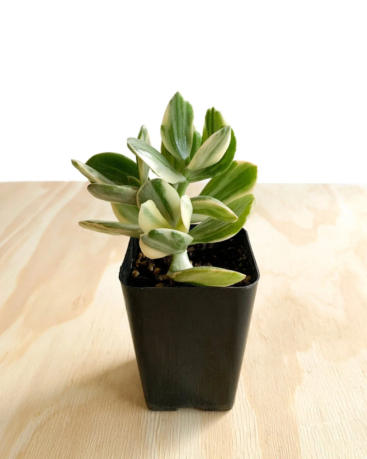 Variegated Jade Plant (Crassula ovata) - Lucky Money Succulent, 2.5" Pot