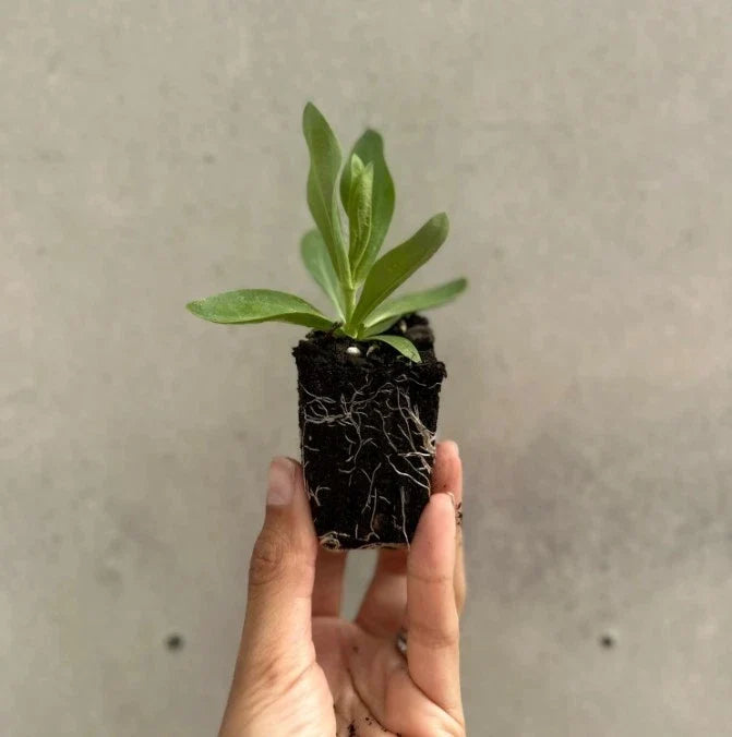 Lisianthus Lilac Shade Live Plant | Bare-root Eustoma grandiflorum 2–5” Tall — Zones 8–10