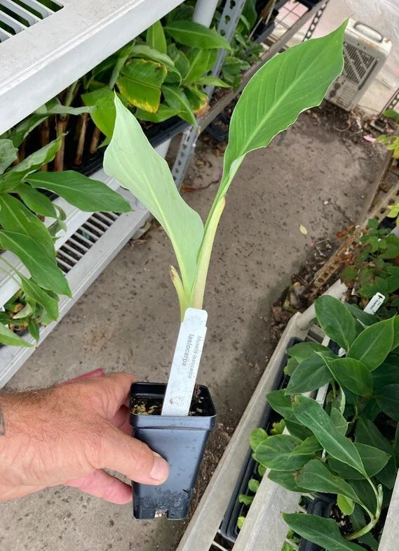 Chinese Dwarf Banana - Golden Lotus Banana (Musella lasiocarpa) Live Starter Plant