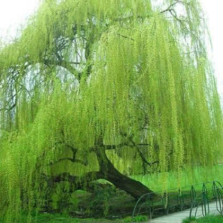 Weeping Willow Tree Seeds - 5 Bright Green Seeds for Full Landscape - Salix babylonica