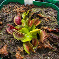 Venus Flytrap Plant - 'Miss Pimbeche' - Rooted Division - Dionaea muscipula - Carnivorous Houseplant