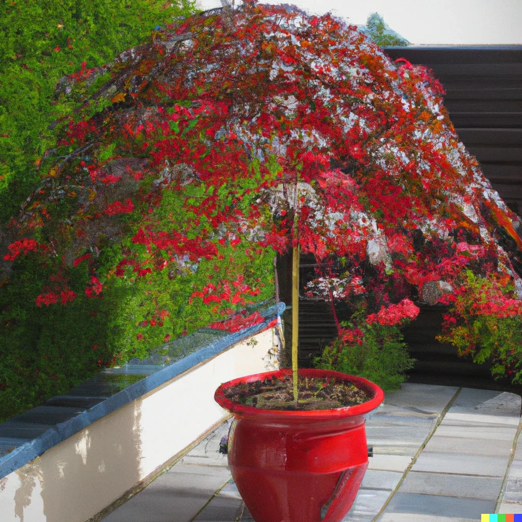 Illawarra Flame Seeds - 10 Pack | Red Flowered Bottle Tree | Brachychiton acerifolius