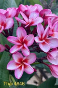 Pink Thai Plumeria Plant - Rooted 3 Inch Pot - Fragrant Flowering Plant - Plumeria rubra