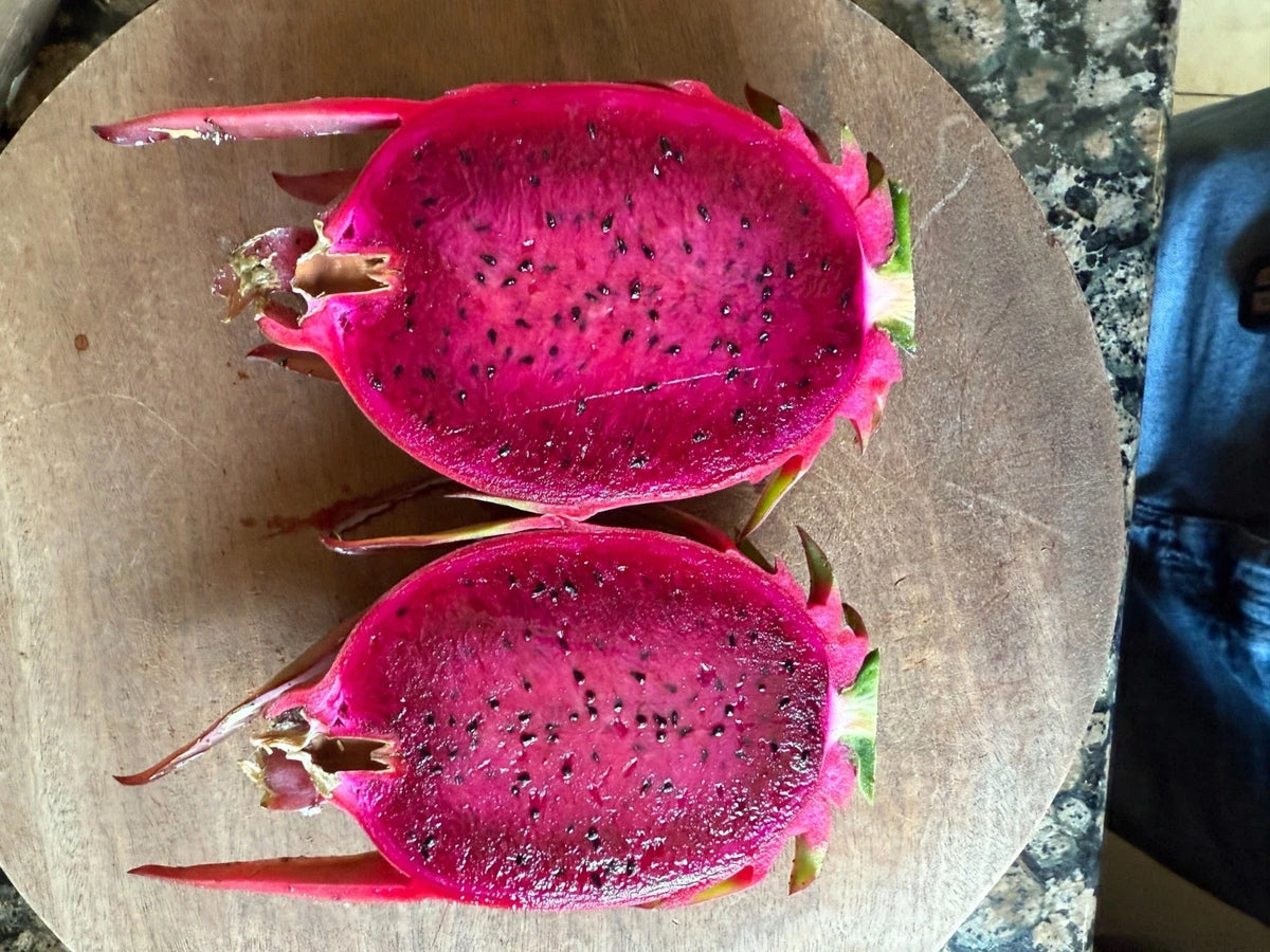 Australian Dragon Fruit Cutting 8-10" Red Flesh Hylocereus costaricensis