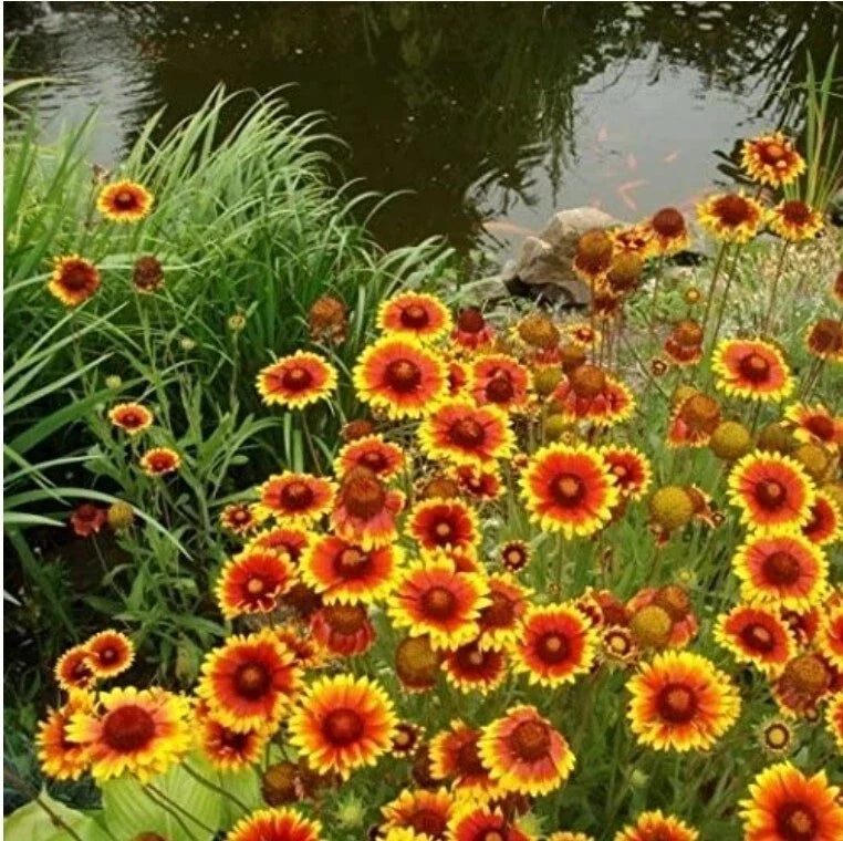 Indian Blanket Seeds - 100+ Count - Gaillardia pulchella - Vibrant Blanket Flower for Meadow Garden