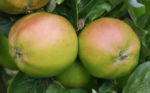 Scotch Bridget Apple Seeds - 25+ Heirloom Seeds for Garden Planting - Malus domestica - USA Shipping Available