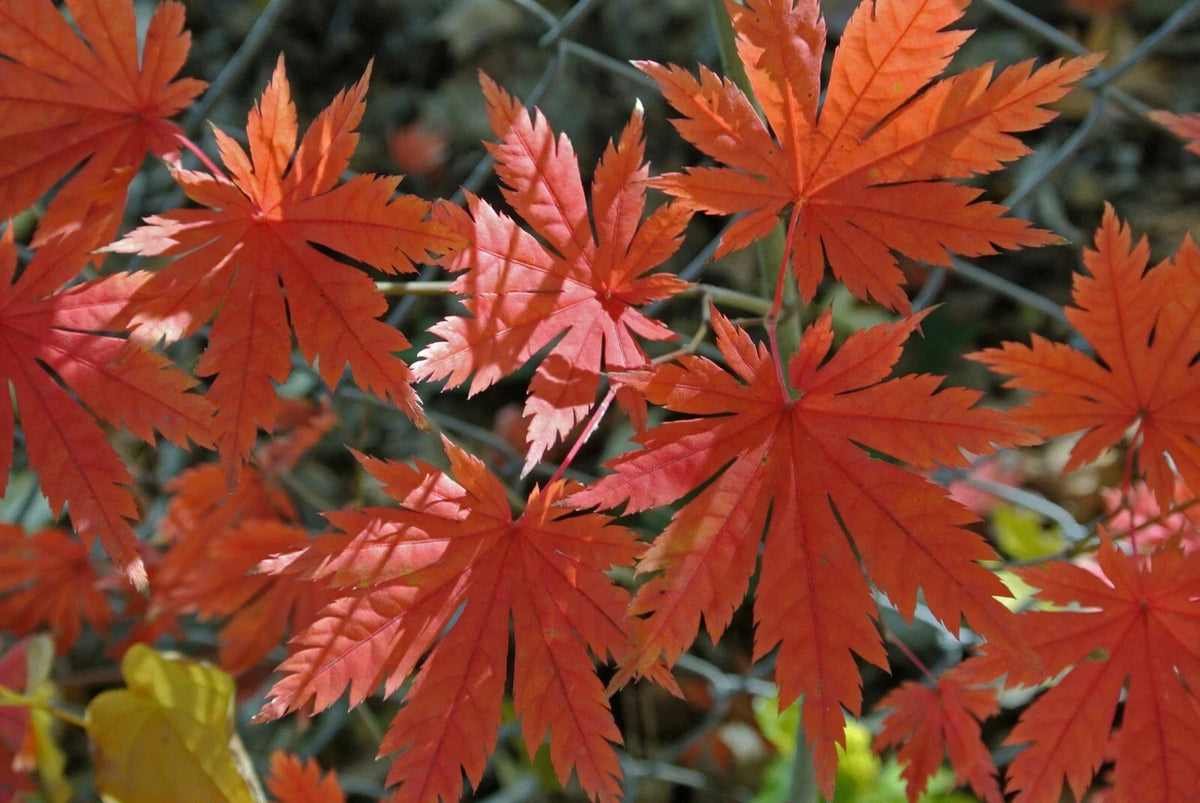 Korean Maple Seeds - Acer pseudo-sieboldianum - 25 Pack - Ornamental Tree Seeds for Landscaping