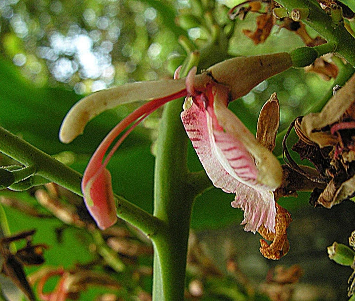 Live Spice Ginger Plant, Rooted Alpinia galanga, White Pink Flowers, Culinary Herb for Gardens and Indoor Use