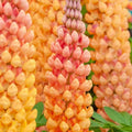 Salmon Star Lupine Seeds - 25 Perennial Flower Seeds - Hardy Flower Seeds (Lupinus polyphyllus) - US Seller