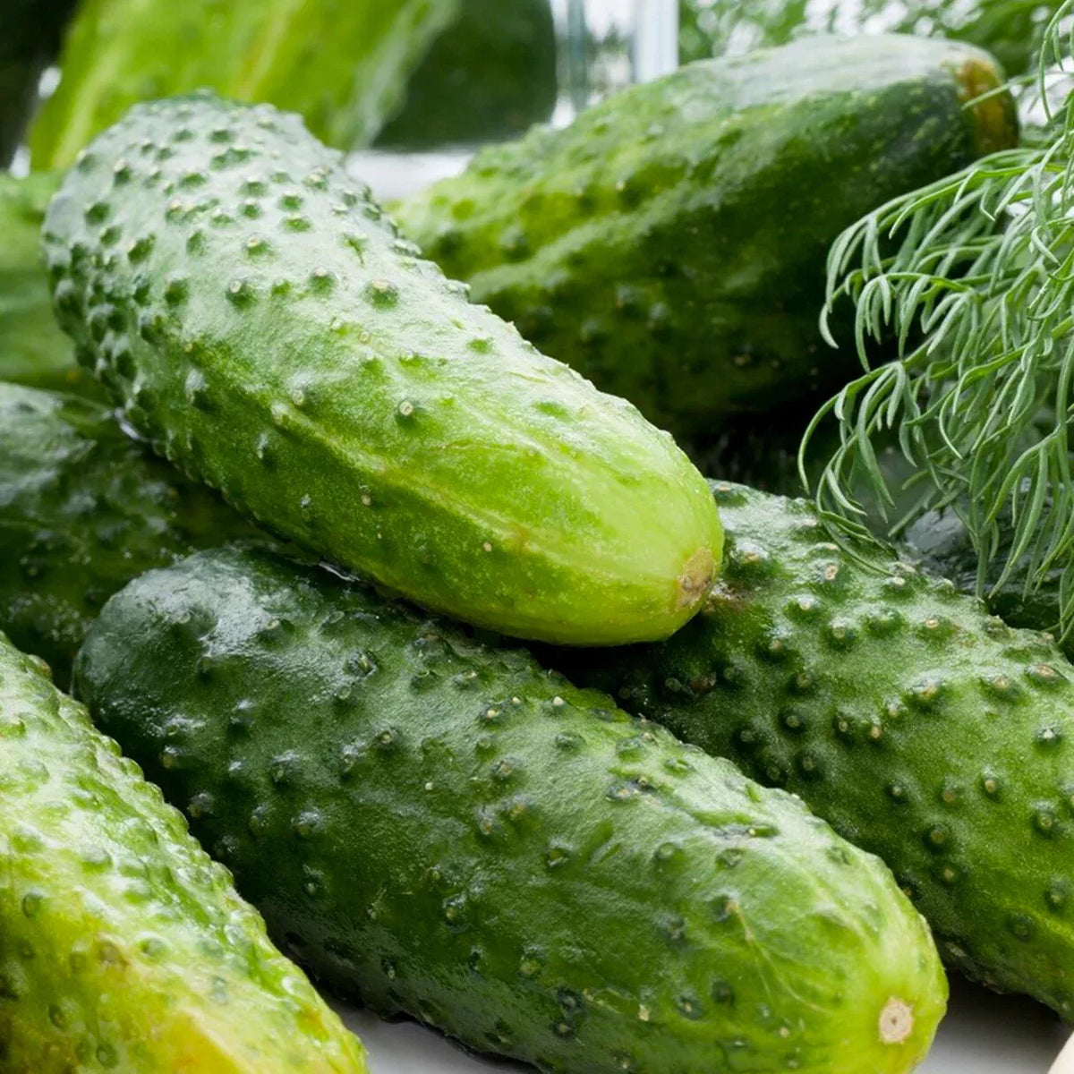 Boston Pickling Cucumber Seeds, Green Prolific Gherkin, NON-GMO, Heirloom Variety, Organic Seeds