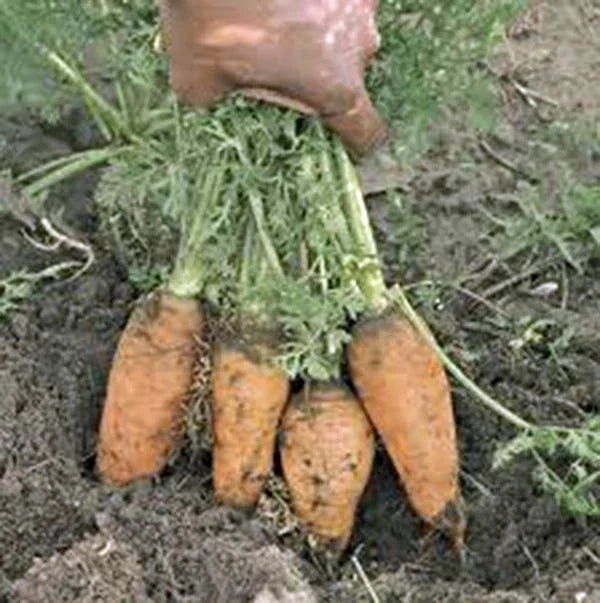 Carrot Seeds - 50+ Heirloom Danvers Half Long - Tasty Variety for Salads - Daucus carota