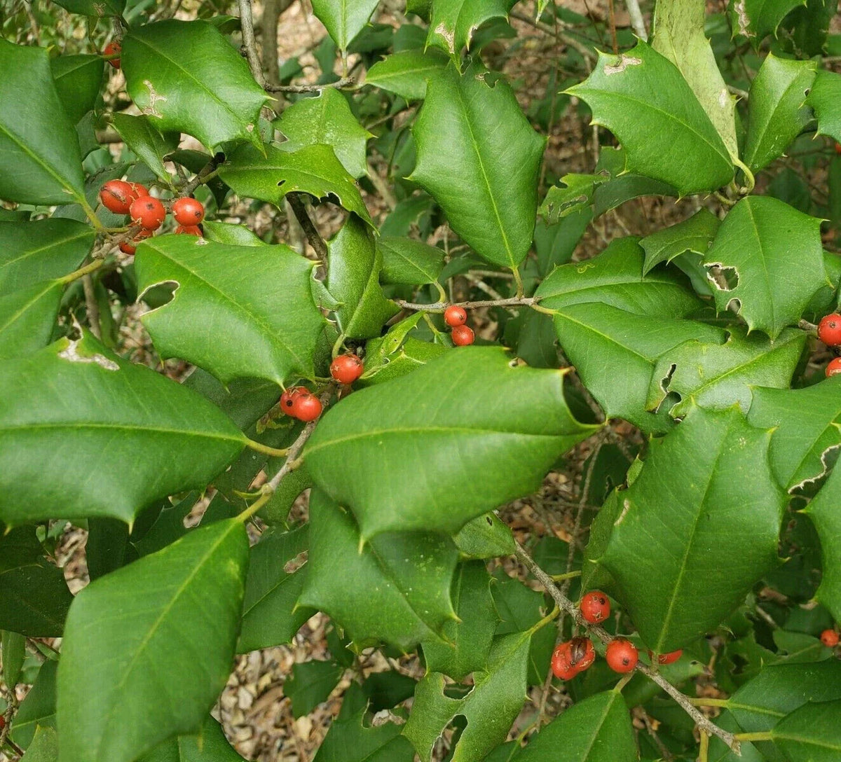 American Holly Seeds | 15 Count | Ilex Opaca | Evergreen Florida Native Tree