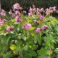 25+ Ingwersen's Variety Geranium Seeds - Perennial Flower Seeds for Garden - Pelargonium spp. - USA - Free Shipping