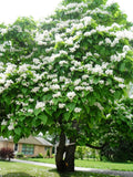 Northern Catalpa Seeds, 30 Count, Catalpa speciosa, Hardy Tree Seeds for Planting, Perfect for Landscaping