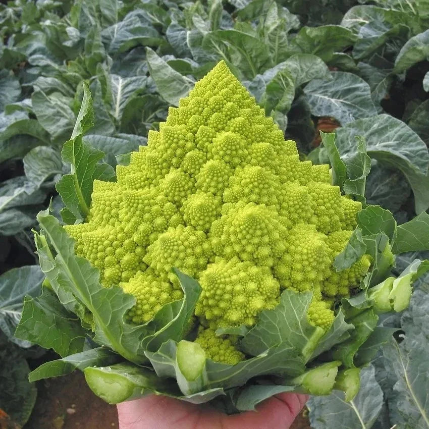 Romanesco Broccoli Seeds - 50+ Heirloom, Organic, Non-GMO - Fresh Vegetable Seeds for Gardening