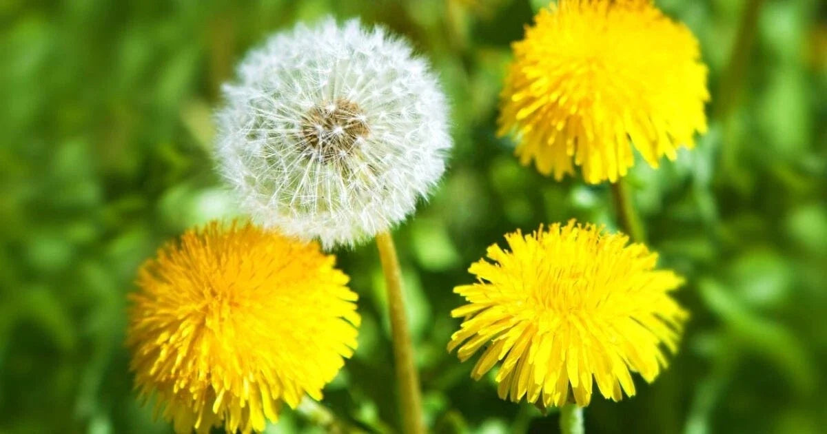 Dandelion Seeds 500+ Bulk Pack Taraxacum officinale Organic Wildflower Gardening