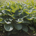 Giant Hosta Plant - Powder Blue - Fast-Growing, Gorgeous Foliage - Hosta 'Powder Blue'