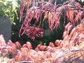 Japanese Maple Cuttings 4+4 Weeping Tree Garnet for Rooting and Grafting (Acer palmatum 'Garnet')