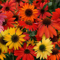 50 Cheyene Spirit Coneflower Seeds - Echinacea Purpurea - Perennial Blooming Flowers for Garden