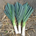 American Flag Leek Seeds - 40,000 Non-GMO Heirloom Cold Hardy Sweet Variety (Allium ampeloprasum)