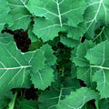 Kale Seeds - Premier (Early Hanover) Heirloom Non-GMO - Brassica oleracea - Free Shipping
