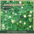 Buttonbush Cuttings 12" Fresh Cuttings Cephalanthus occidentalis Native Wetland Plant