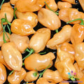 Habanero Peach Hot Pepper Seeds - 25+ Count for Gardening - Capsicum chinense - USA Grown, Free Shipping
