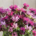 Bee Balm Seeds - 100 Double Mix Hummingbird Flower Seeds - Monarda didyma for Garden Planting