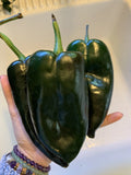 Ancho Poblano Chili Pepper Seeds - 25 Organic NON-GMO Heirloom Seeds for Salsa - Capsicum annuum
