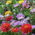 Zinnia & Cosmos Flower Seed Mix - 25 Seeds - Cosmic Zen Blend - Attracts Hummingbirds - USA Seller