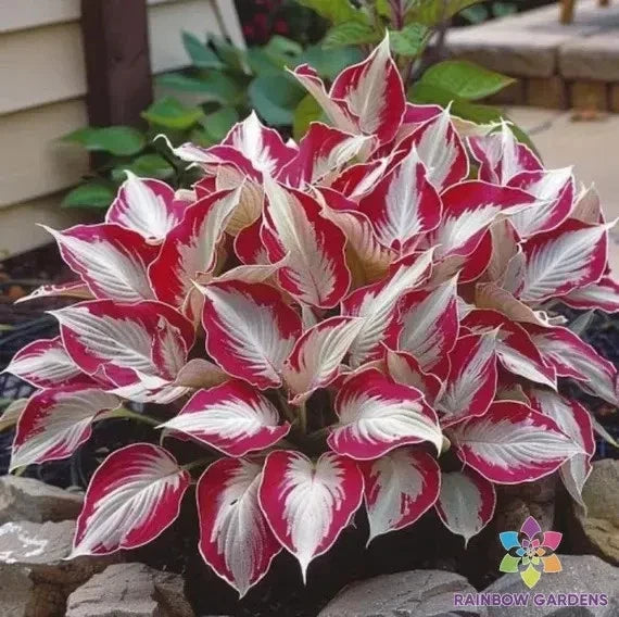 Candy Cane Coleus Seeds - 25+ Pack for Garden Planting - Colorful Foliage - Coleus blumei - USA