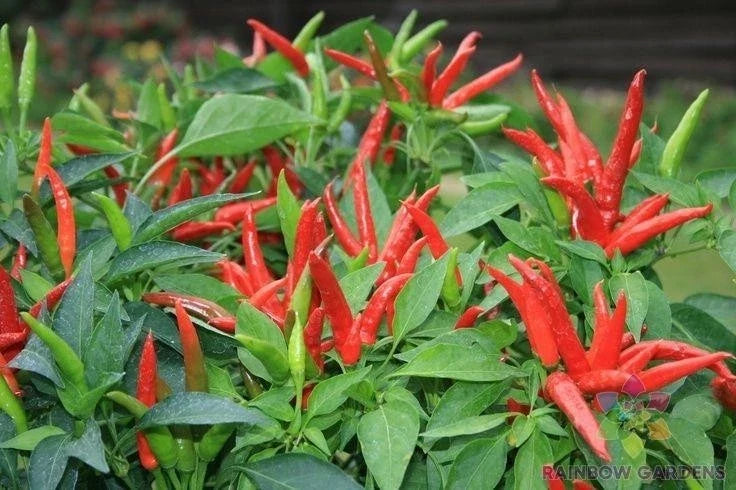 Thai Super Chili F1 Hot Pepper Seeds - 25+ Pack - Heirloom Variety - Capsicum annuum - Ideal for Garden Planting