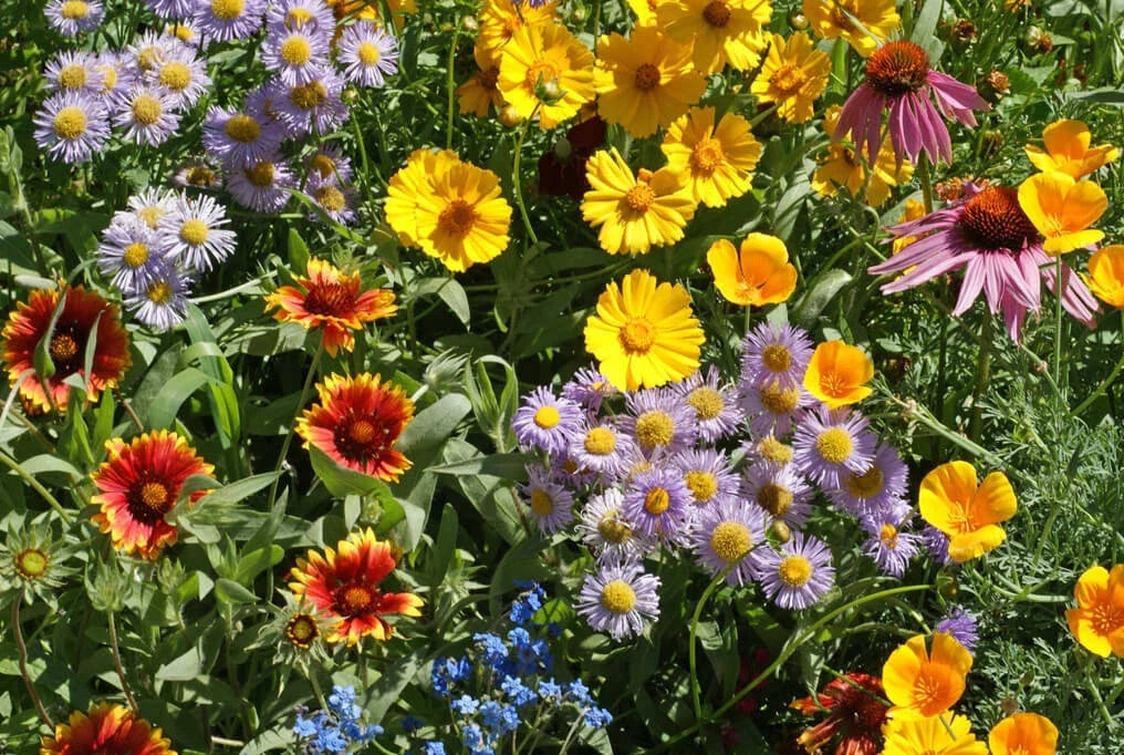 Bee Wildflower Mix Seeds - 100+ Colorful Mixture - 15 Species for Pollinators - Native Wildflowers