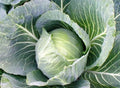 500+ Cabbage Seeds - Heirloom Early Jersey Wakefield - NON GMO - Fresh Cabbage Seeds for Home Gardening