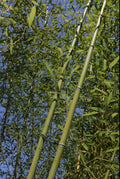 Bamboo Bare Root Plant - Phyllostachys Rubromarginata 'Red Margin' Budded Rhizome - Hardy Ornamental Grass