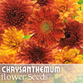 Chrysanthemum Seeds - Golden Bouquet Mix - 200+ Flower Seeds - Mum Variety - Perfect for Garden Planting