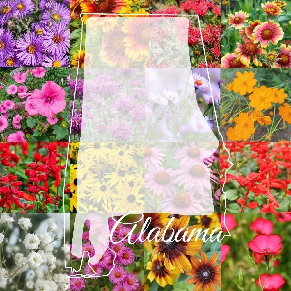 Alabama Wildflower Seed Mix 1/4LB Bulk - Colorful Blooms for 2,000 sq ft - Native Wildflowers (Various Species)