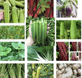 Asian Vegetable Seeds Set of 20 for Planting - Heirloom Variety, Non-GMO, Organic Gardening Supplies
