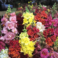 Madame Butterfly Mix Snapdragon Seeds - 1000+ Seeds for Garden - Antirrhinum majus - USA Seller - Free Shipping