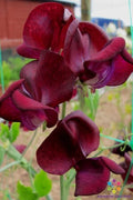 Monty Don Sweet Pea Seeds - 50+ Pack for Garden Planting - Lathyrus odoratus - USA Shipping