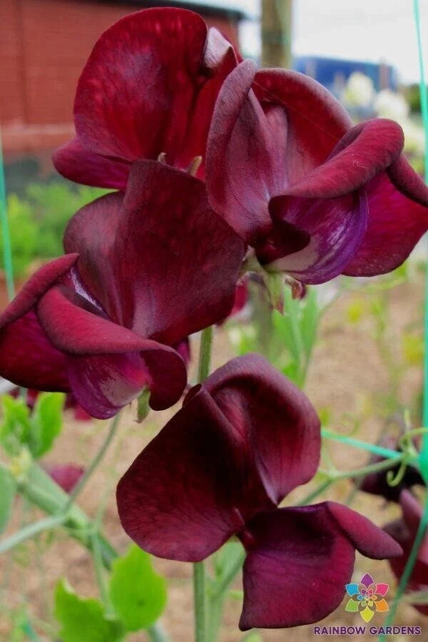 Monty Don Sweet Pea Seeds - 50+ Pack for Garden Planting - Lathyrus odoratus - USA Shipping
