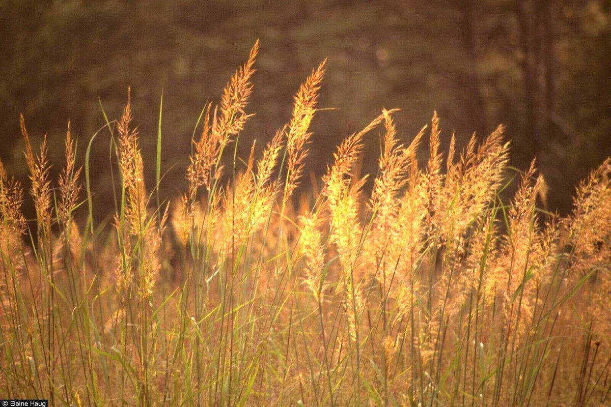 Indian Grass Seeds - 500+ Count - Native Prairie Wildflower - Ornamental for Poor Soils - Heat & Cold Tolerant (Sorghastrum nutans)