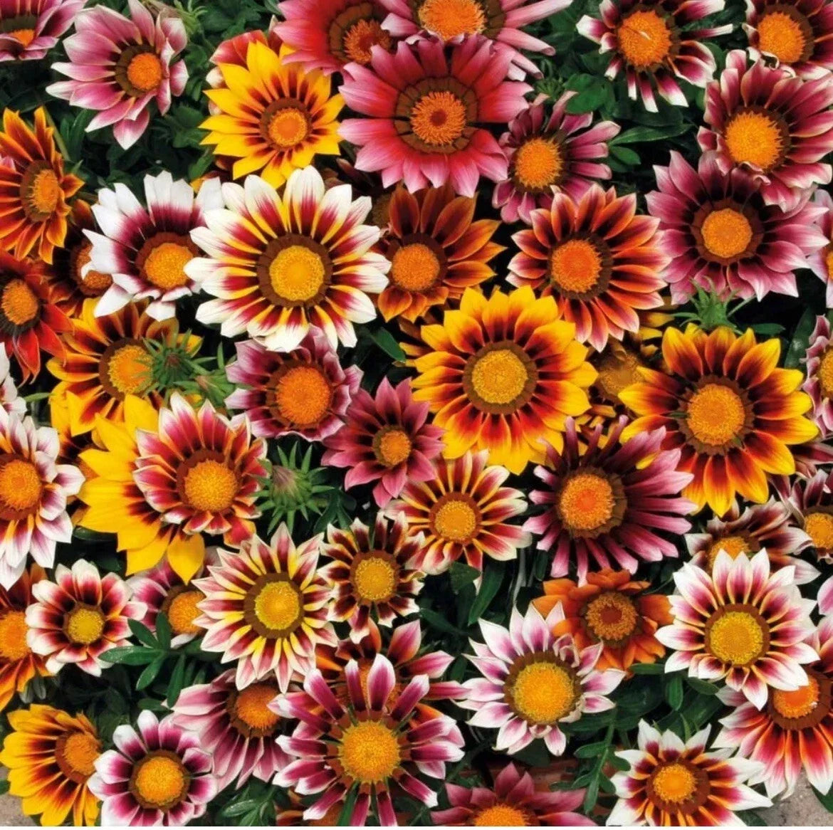 25 Gazania Splendens Mix Seeds - Colorful Flower Seeds for Garden - Fresh Flora, TX USA, Free Shipping